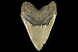 Serrated, Fossil Megalodon Tooth - One Of The Largest We've Had! #156542-2